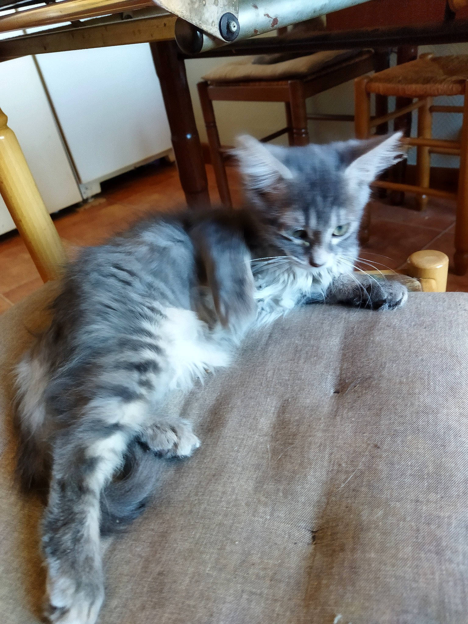 Huguette participe au concours pour gagner de l'argent avec cette photo : carnivore, cat, chair, claw, comfort, domestic_short_haired_cat, felidae, floor, flooring, fur, furniture, grey, hardwood, paw, room, small_to_medium_sized_cats, table, tail, whiskers, wood