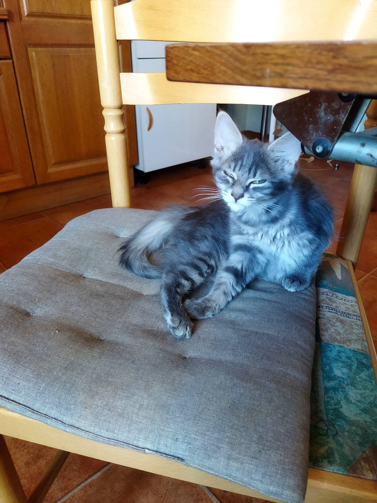 Huguette participe au concours pour gagner de l'argent avec cette photo : cabinetry, carnivore, cat, comfort, couch, domestic_short_haired_cat, felidae, floor, flooring, fur, furniture, grey, hardwood, room, shelf, small_to_medium_sized_cats, table, tail, whiskers, wood