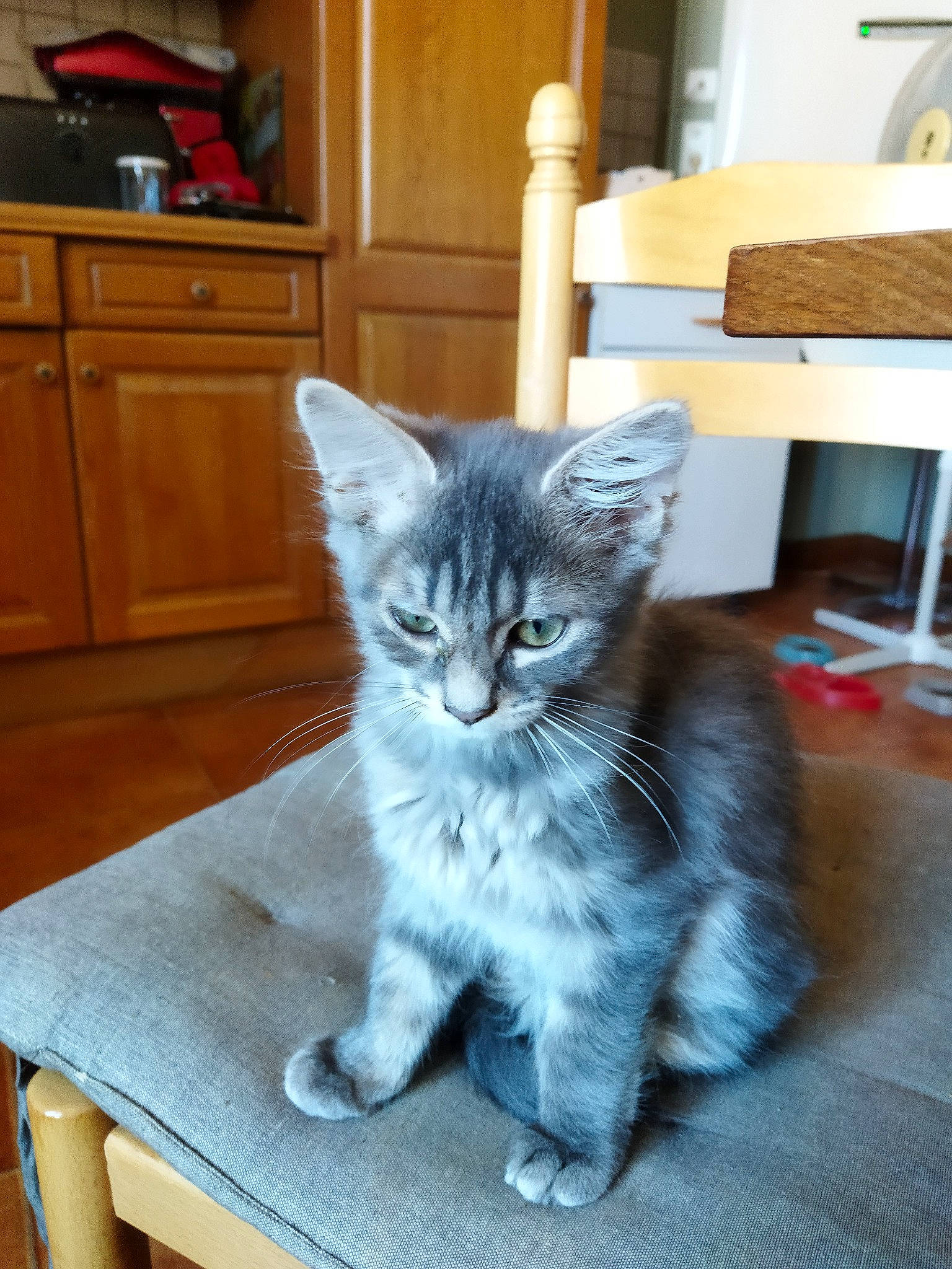 Huguette a rejoint le concours — aidez-le/la à gagner de superbes lots ! cabinetry, carnivore, cat, comfort, domestic_short_haired_cat, door, fawn, felidae, floor, flooring, fur, grey, hardwood, paw, small_to_medium_sized_cats, snout, tail, whiskers, window, wood