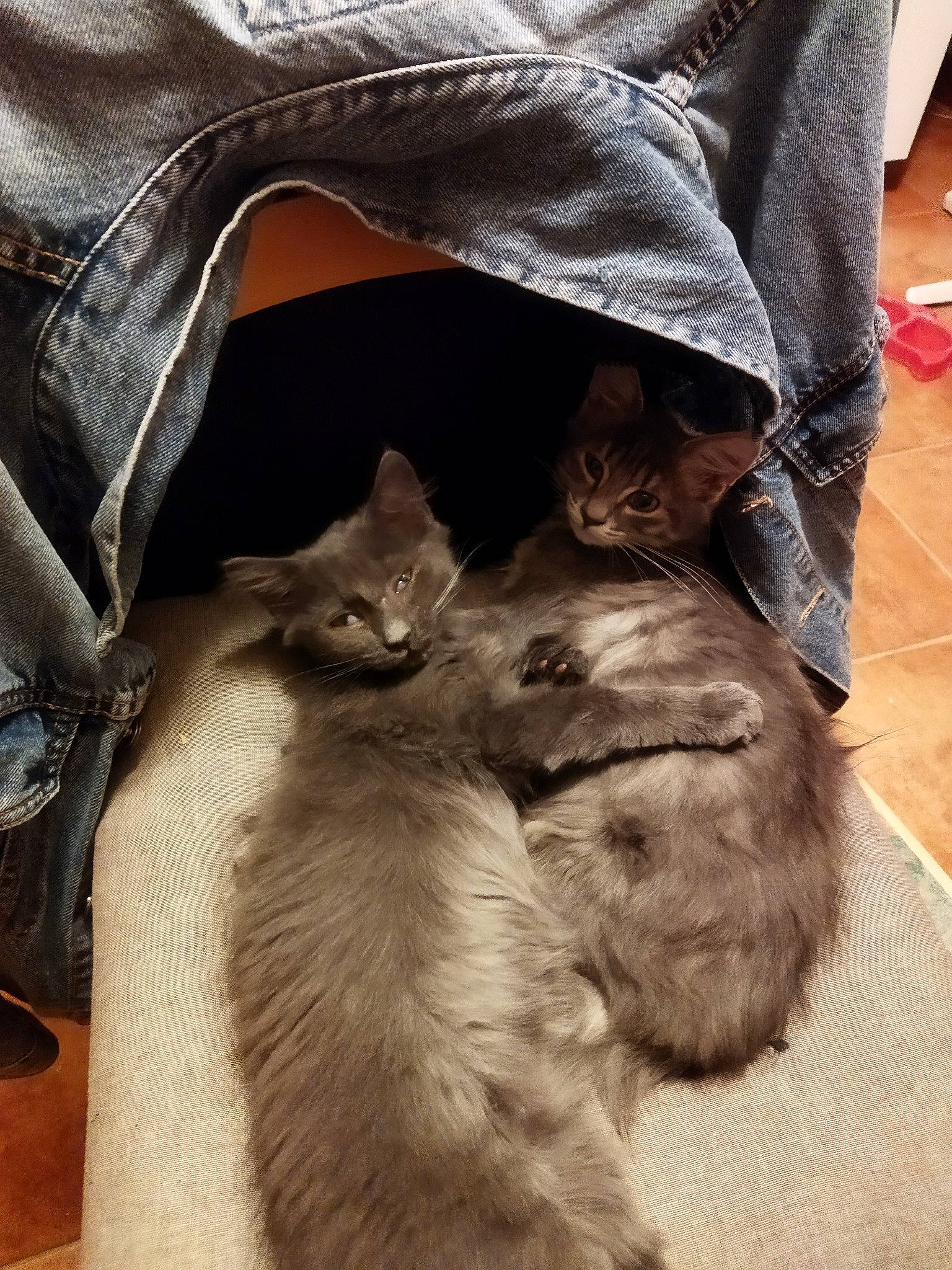 Léo participe au concours pour gagner de l'argent avec cette photo : box, carnivore, cat, claw, comfort, domestic_short_haired_cat, fawn, felidae, flooring, fur, grey, hardwood, human_leg, lap, paw, sleeve, small_to_medium_sized_cats, tail, whiskers, wood