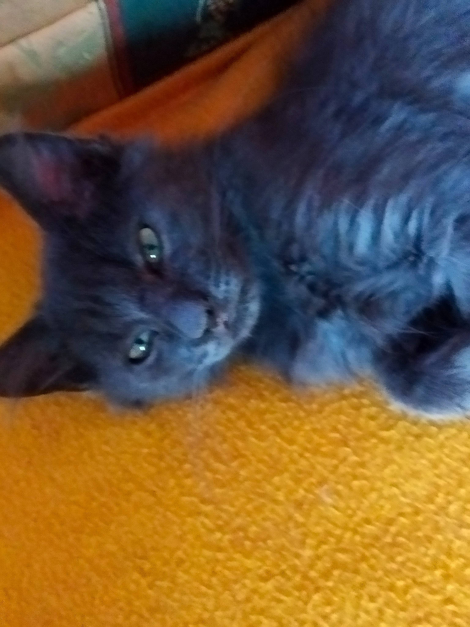 Léo participe au concours pour gagner de l'argent avec cette photo : black_cat, carnivore, cat, claw, comfort, domestic_short_haired_cat, electric_blue, felidae, flooring, fur, hardwood, paw, small_to_medium_sized_cats, tail, vertebrate, whiskers, wood