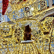 Nala a rejoint le concours — aidez-le/la à gagner de superbes lots ! dog, small_dog, fluffy, holiday_lights, teddy_bear, santa_hat, night, outdoor, decoration, festive, street, building, window, chair, cushion, leash, lighting, celebration, winter, cute