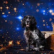 Sky a rejoint le concours — aidez-le/la à gagner de superbes lots ! dog, black_and_white, sitting, portrait, starry_background, space_theme, fur, pet, canine, wooden_crate, studio_photo, animal, cute, looking_at_camera, indoor, bright, spotlight, fluffy, long_hair, friendly