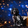 animal, black_and_white, bright, canine, cute, dog, fluffy, friendly, fur, indoor, long_hair, looking_at_camera, pet, portrait, sitting, space_theme, spotlight, starry_background, studio_photo, wooden_crate