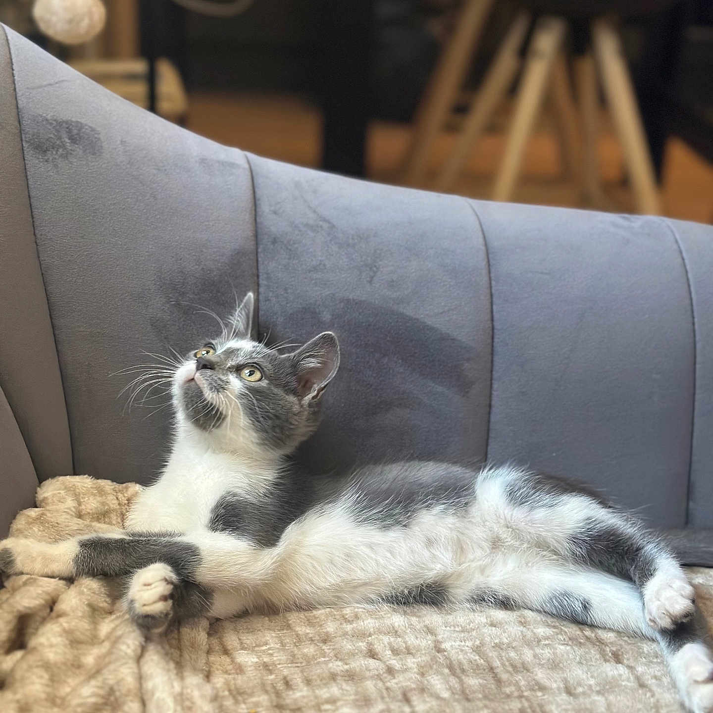 Apéro participe au concours pour gagner de l'argent avec cette photo : animal, blanket, cat, couch, cozy, curious, domestic_cat, feline, fur, furniture, gray_cat, home, indoor, looking_up, pet, relaxed, resting, soft_texture, whiskers, white_cat