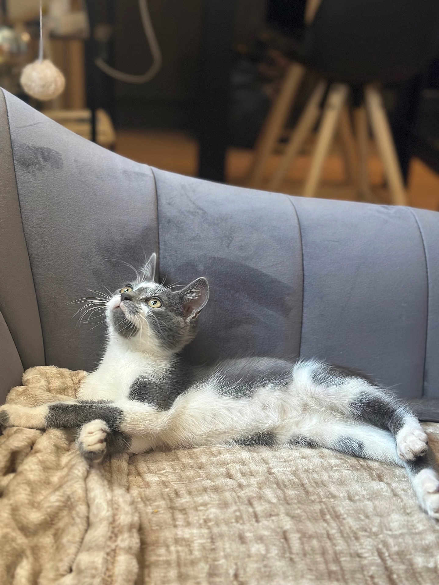 Apéro participe au concours pour gagner de l'argent avec cette photo : cat, gray_cat, white_cat, pet, animal, feline, relaxed, couch, blanket, indoor, cozy, fur, whiskers, curious, looking_up, domestic_cat, furniture, soft_texture, home, resting