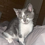 Apéro participe au concours pour gagner de l'argent avec cette photo : animal, bed, blanket, cat, cute, door, ears, eyes, feline, fur, gray_and_white, indoor, kitten, pet, resting, small, soft_light, whiskers, wooden_wall, young