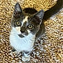kitten, cat, pet, fur, whiskers, eyes, ears, tail, texture, rug, beige, gray, white, animal, cute, looking_up, indoor, close_up, young, domestic