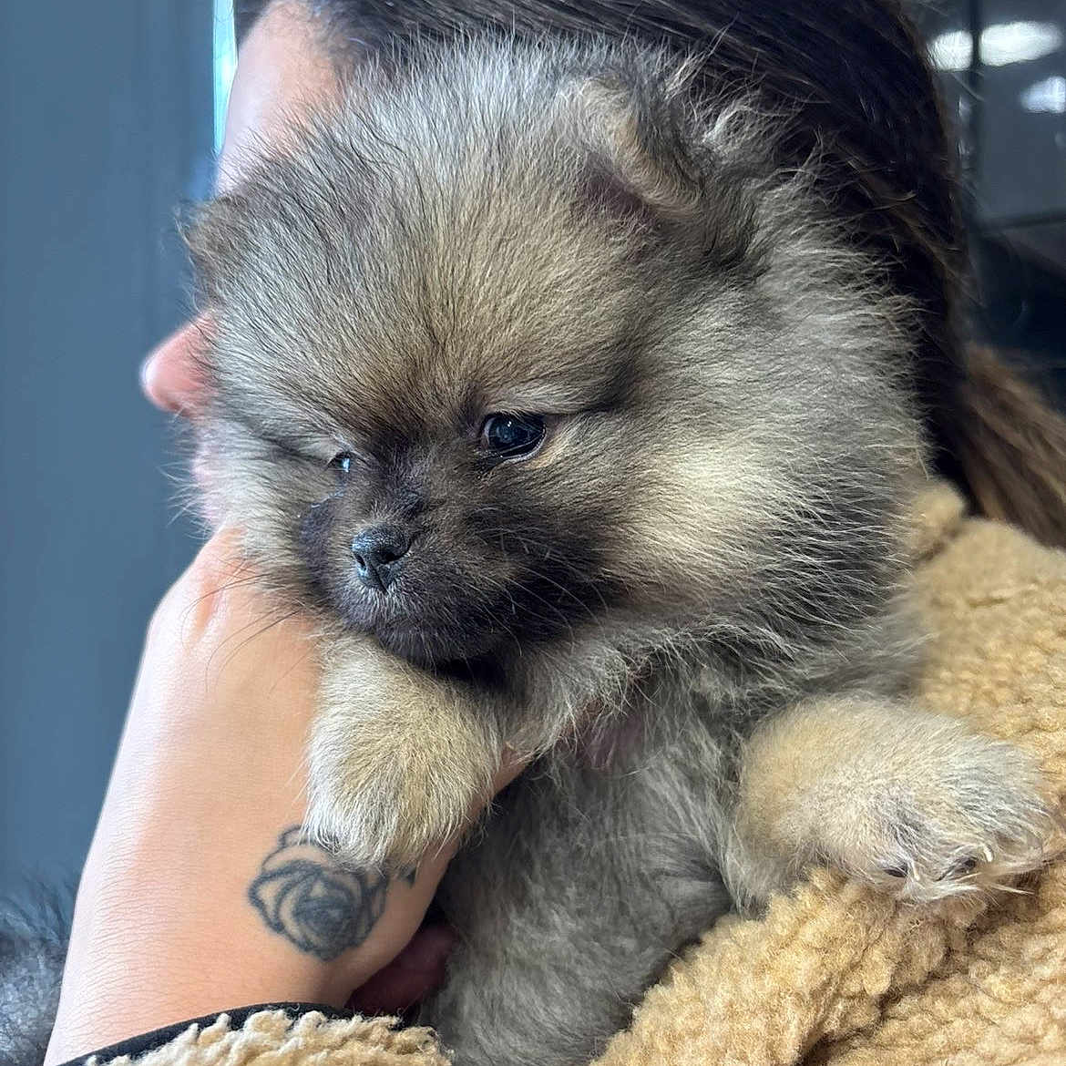 Angele participe au concours pour gagner de l'argent avec cette photo : animal, closeup, cozy, cuddle, cute, dog, fluffy, fur, hand, holding, indoor, jacket, person, pet, pomeranian, puppy, rose_tattoo, small, tattoo, warm