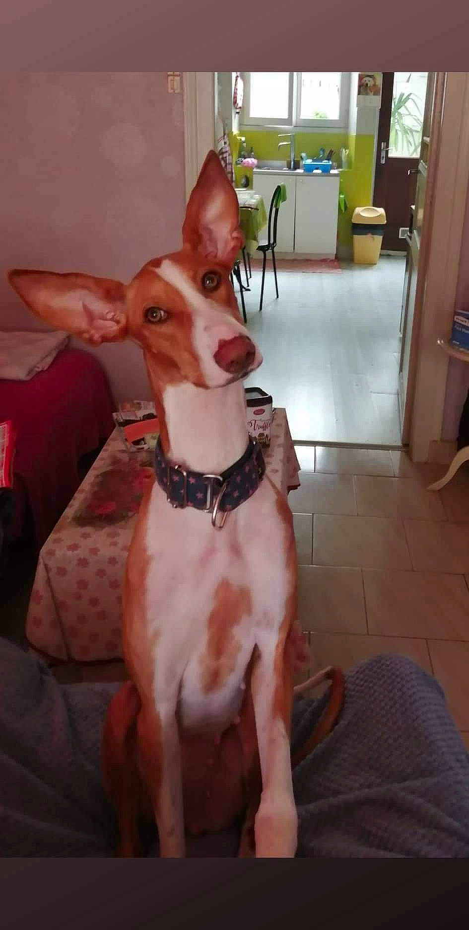 Brigitte a rejoint le concours — aidez-le/la à gagner de superbes lots ! basenji, canidae, carnivore, collar, companion_dog, dog, dog_breed, dog_collar, dog_supply, fawn, flooring, pet_supply, refrigerator, sighthound, snout, sporting_group, tail, whiskers, wood, working_animal