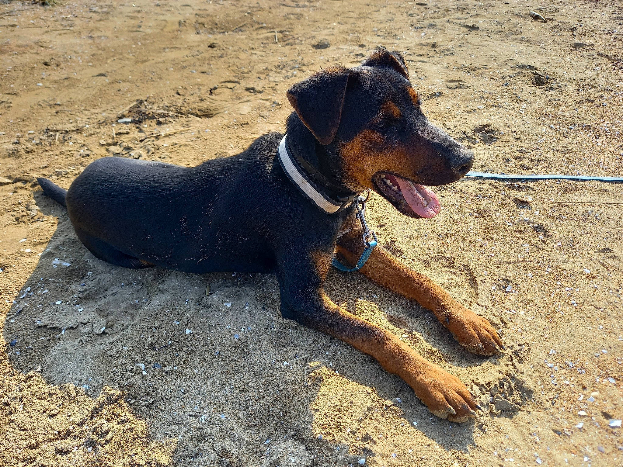 Teddy a rejoint le concours — aidez-le/la à gagner de superbes lots ! beach, canidae, carnivore, collar, companion_dog, dog, dog_breed, dog_collar, hunting_dog, landscape, shadow, soil, sporting_group, terrestrial_animal, working_animal, working_dog