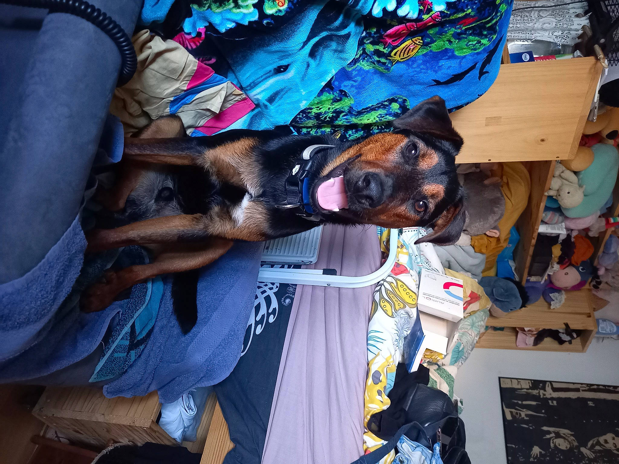 Teddy participe au concours pour gagner de l'argent avec cette photo : canidae, carnivore, collar, companion_dog, dog, dog_breed, dog_supply, eyewear, fawn, fun, fur, hat, leash, sporting_group, sunglasses, working_animal