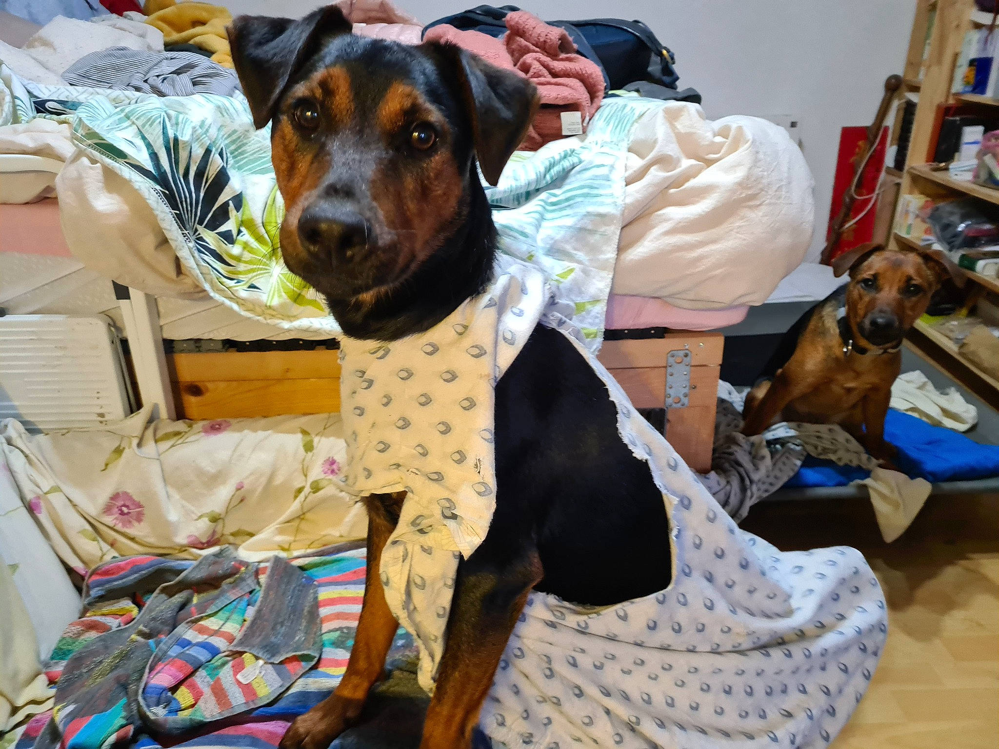 Teddy participe au concours pour gagner de l'argent avec cette photo : bag, bookcase, canidae, carnivore, collar, companion_dog, dog, dog_breed, dog_clothes, dog_collar, dog_supply, fawn, linens, pattern, pet_supply, shelf, shelving, sporting_group, working_animal, working_dog