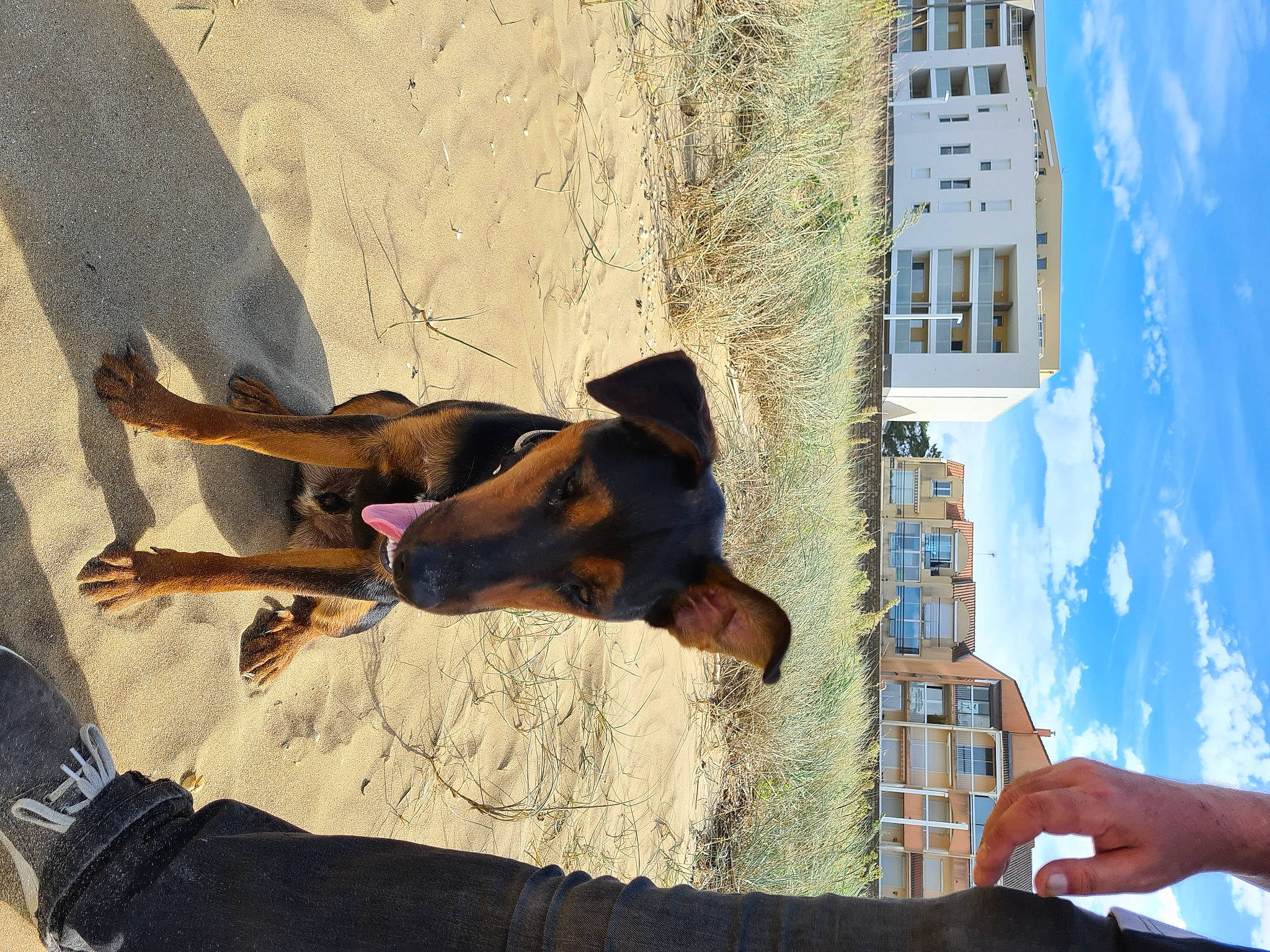 Teddy participe au concours pour gagner de l'argent avec cette photo : art, blue, building, canidae, carnivore, cloud, dog, dog_breed, facade, fawn, fun, gesture, leisure, shadow, sky, snout, sporting_group, travel, window, working_animal