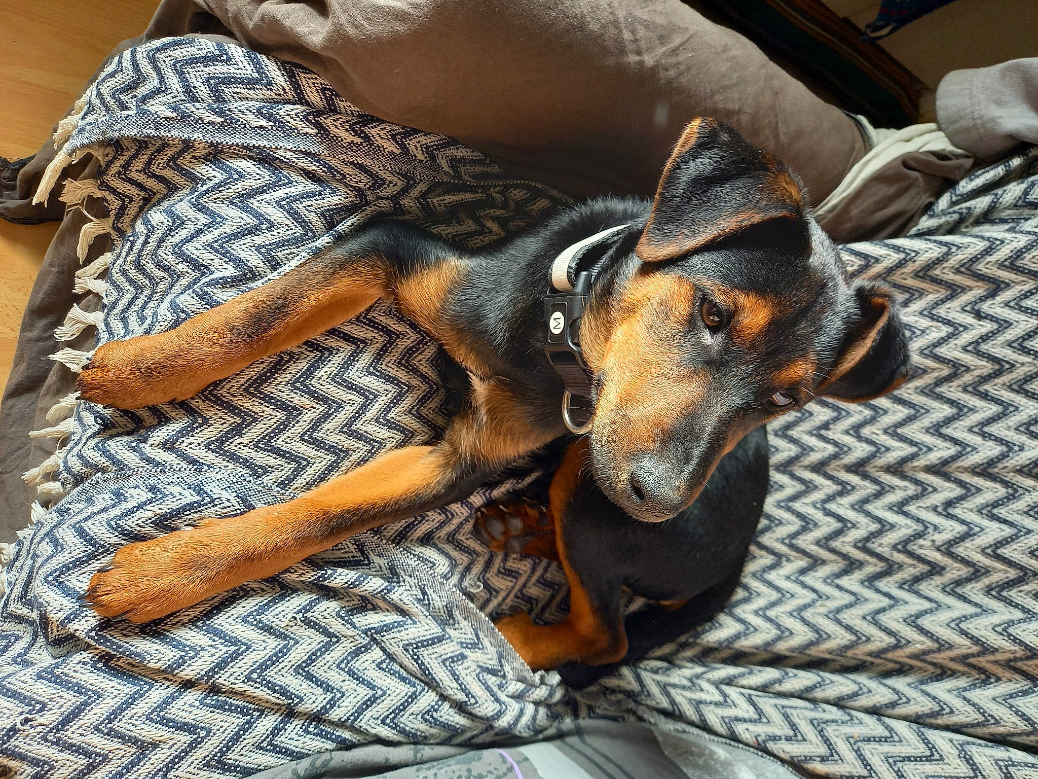 Teddy a rejoint le concours — aidez-le/la à gagner de superbes lots ! canidae, carnivore, comfort, companion_dog, couch, dog, dog_breed, dog_supply, ear, fawn, fur, guard_dog, pattern, pinscher, snout, sporting_group, terrestrial_animal, toy_dog, working_animal, working_dog