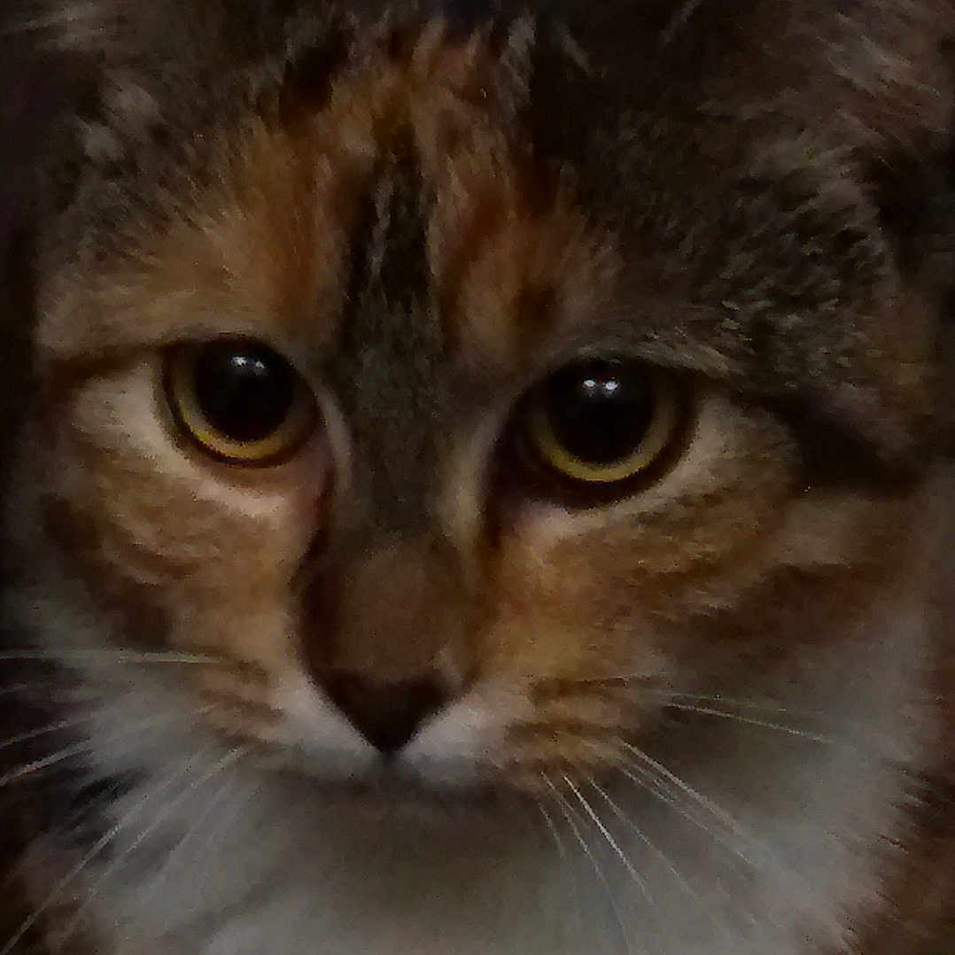 Nikita participe au concours pour gagner de l'argent avec cette photo : animal, calico, cat, close_up, curious, cute, domestic_animal, eyes, face, feline, fur, indoor, looking, mammal, pet, portrait, soft_light, tabby, whiskers