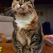 Nikita a rejoint le concours — aidez-le/la à gagner de superbes lots ! animal, cat, chair, cozy, curious, domestic_cat, feline, fur, green_eyes, household, indoor, looking_up, mammal, pet, sitting, tabby_cat, table, whiskers, white_paws, wooden_table