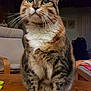 animal, cat, chair, cozy, curious, domestic_cat, feline, fur, green_eyes, household, indoor, looking_up, mammal, pet, sitting, tabby_cat, table, whiskers, white_paws, wooden_table