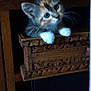 Nikita participe au concours pour gagner de l'argent avec cette photo : animal, brown, carved_box, cat, curious, cute, ears, face, feline, indoor, kitten, orange, paws, pet, resting, sitting, whiskers, white, wood, young