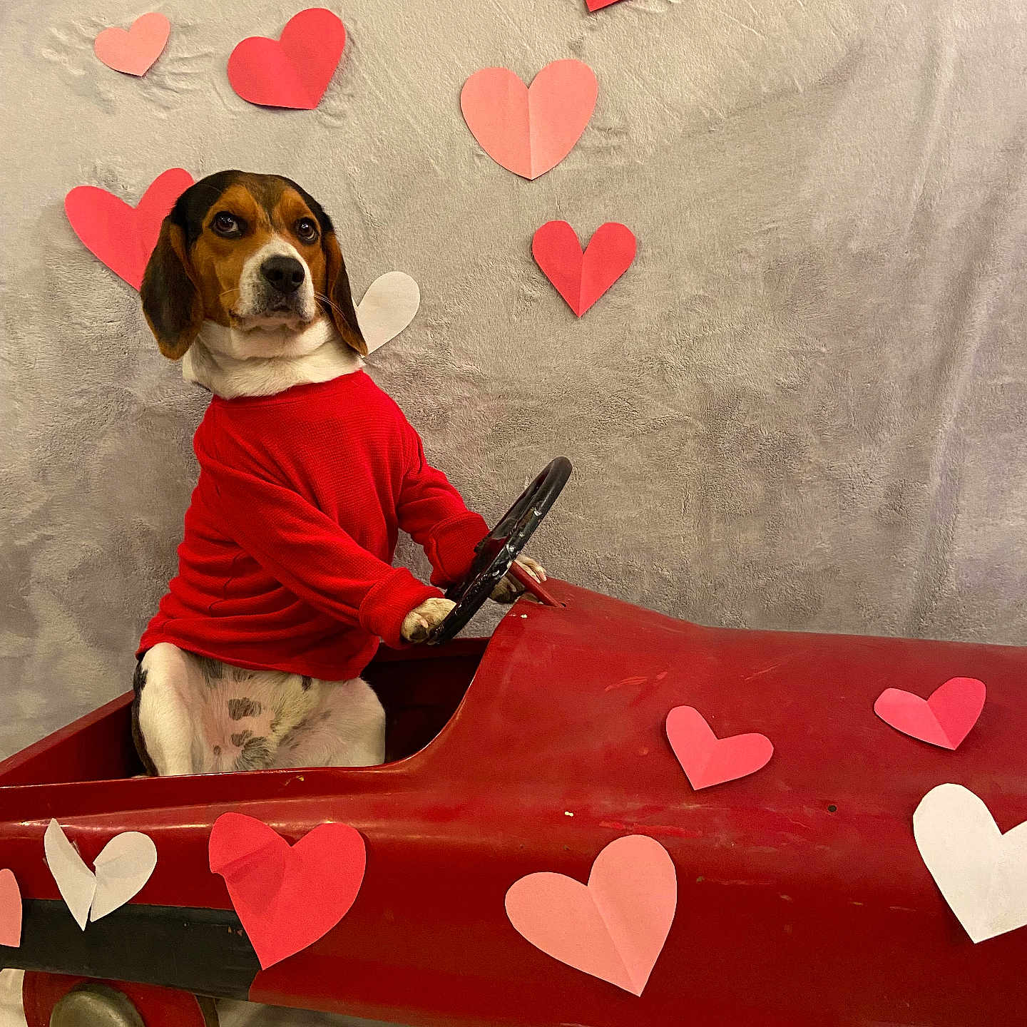 Elvis joined the competition — help win amazing prizes! animal, canine, car, clothing, dog, face, glove, head, hound, machine, person, pet, photography, portrait, puppy, symbol, t_shirt, transportation, vehicle, wheel