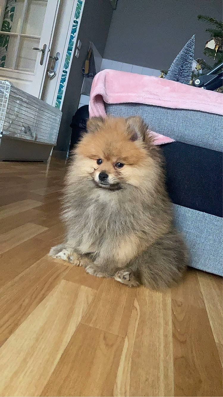 Hermès a rejoint le concours — aidez-le/la à gagner de superbes lots ! canidae, carnivore, companion_dog, dog, dog_breed, dog_supply, fawn, flooring, german_spitz, german_spitz_klein, hardwood, laminate_flooring, snout, spitz, sporting_group, tail, toy_dog, whiskers, wood, working_animal