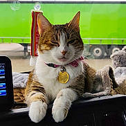 Perle a rejoint le concours — aidez-le/la à gagner de superbes lots ! cat, pet, animal, feline, collar, dashboard, vehicle, window, truck, green, paws, indoor, resting, cute, fluffy, tag, electronics, radio, cozy, transport