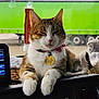 cat, pet, animal, feline, collar, dashboard, vehicle, window, truck, green, paws, indoor, resting, cute, fluffy, tag, electronics, radio, cozy, transport
