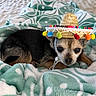 dog, small_dog, sombrero, hat, blanket, bed, sleeping, cozy, cute, pet, animal, portrait, closeup, brown_fur, black_fur, indoor, bedding, colorful, costume, fiesta