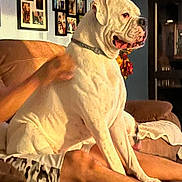 Mister T is registered to the contest to win money with this photo: dog, white_dog, sitting, couch, person, living_room, family_photos, collar, relaxing, legs, home_interior, brown_couch, casual_clothing, indoor, furniture, decor, pet, companion, domestic_animal, resting