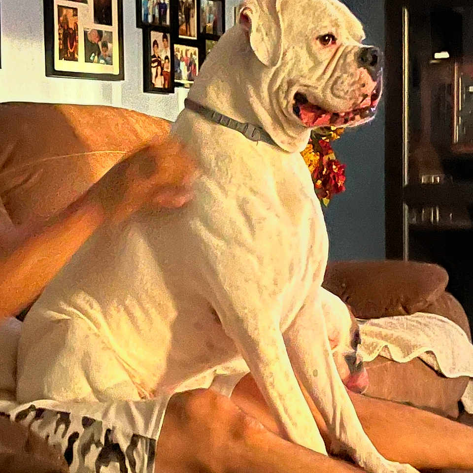 Mister T is registered to the contest to win money with this photo: brown_couch, casual_clothing, collar, companion, couch, decor, dog, domestic_animal, family_photos, furniture, home_interior, indoor, legs, living_room, person, pet, relaxing, resting, sitting, white_dog