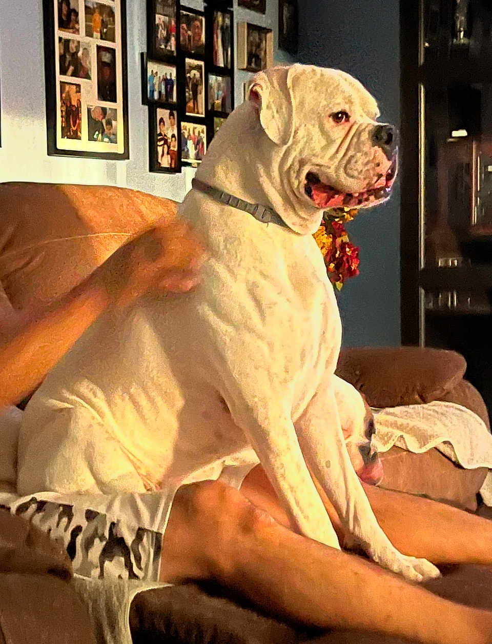 Mister T is registered to the contest to win money with this photo: dog, white_dog, sitting, couch, person, living_room, family_photos, collar, relaxing, legs, home_interior, brown_couch, casual_clothing, indoor, furniture, decor, pet, companion, domestic_animal, resting