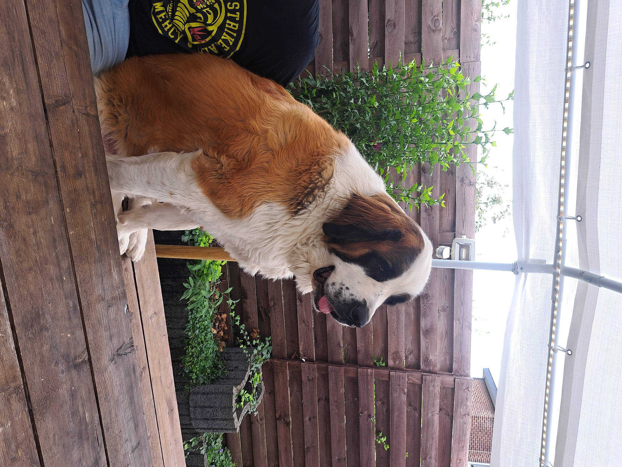 Junior a rejoint le concours — aidez-le/la à gagner de superbes lots ! canidae, carnivore, companion_dog, dog, dog_breed, fawn, fur, grass, home_fencing, mesh, pet_supply, plant, snout, sporting_group, tail, terrestrial_animal, whiskers, window, wood, working_animal