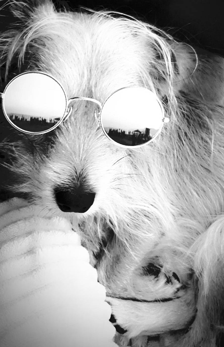 Loki a rejoint le concours — aidez-le/la à gagner de superbes lots ! black_and_white, canidae, carnivore, companion_dog, dog, dog_breed, eyewear, glasses, maltese, monochrome, monochrome_photography, nose, puppy, sealyham_terrier, shih_tzu, snout, sunglasses, toy_dog, vision_care, whiskers