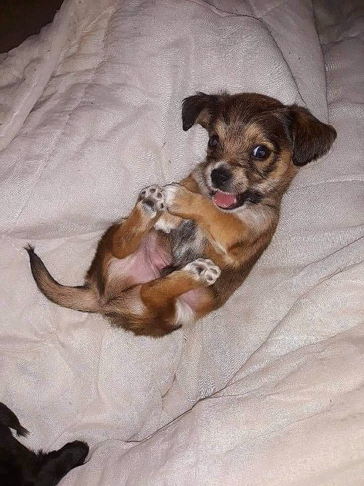 Loki participe au concours pour gagner de l'argent avec cette photo : border_terrier, canidae, carnivore, chihuahua, companion_dog, dog, dog_breed, fawn, mammal, puppy, toy_dog, vertebrate