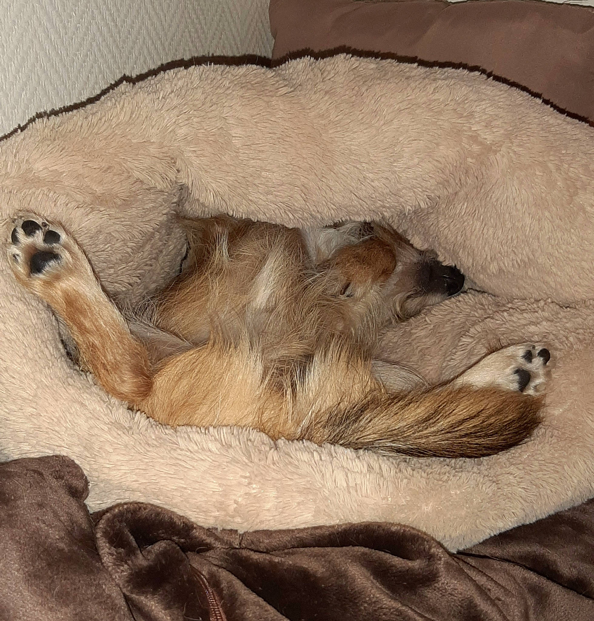 Loki participe au concours pour gagner de l'argent avec cette photo : arizona_black_tailed_prairie_dog, canidae, carnivore, fawn, fur, meerkat, prairie_dog