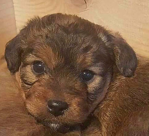 Loko a rejoint le concours — aidez-le/la à gagner de superbes lots ! black_and_tan_terrier, border_terrier, canidae, carnivore, companion_dog, dog, dog_breed, mammal, morkie, norfolk_terrier, poodle_crossbreed, puppy, rare_breed_dog, schnoodle, snout, terrier, vertebrate, yorkipoo