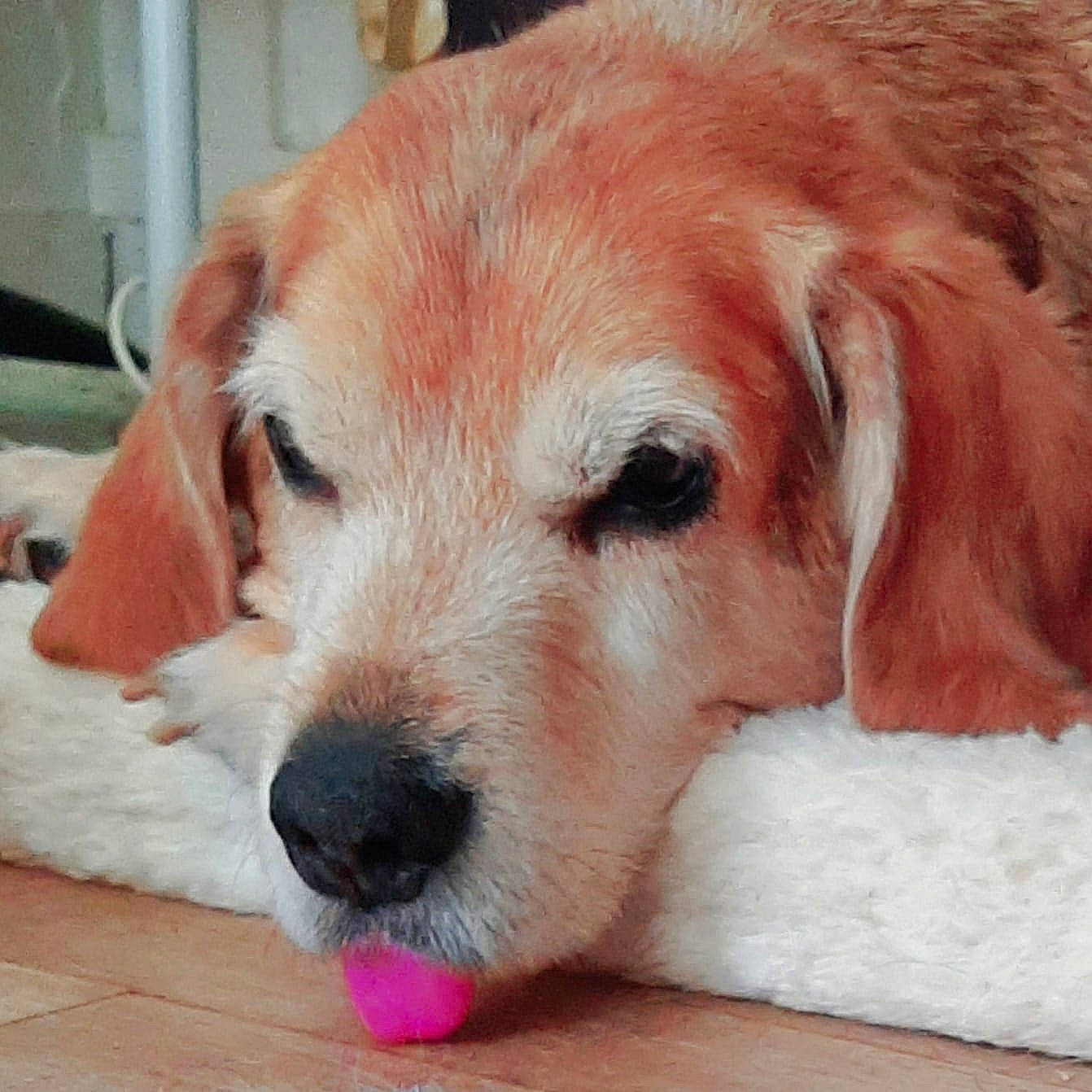 Nemo a rejoint le concours — aidez-le/la à gagner de superbes lots ! canidae, carnivore, companion_dog, dog, dog_breed, dog_toy, eye, fur, golden_retriever, labrador_retriever, mammal, nose, puppy, puppy_love, rare_breed_dog, retriever, snout, sporting_group, vertebrate, whiskers