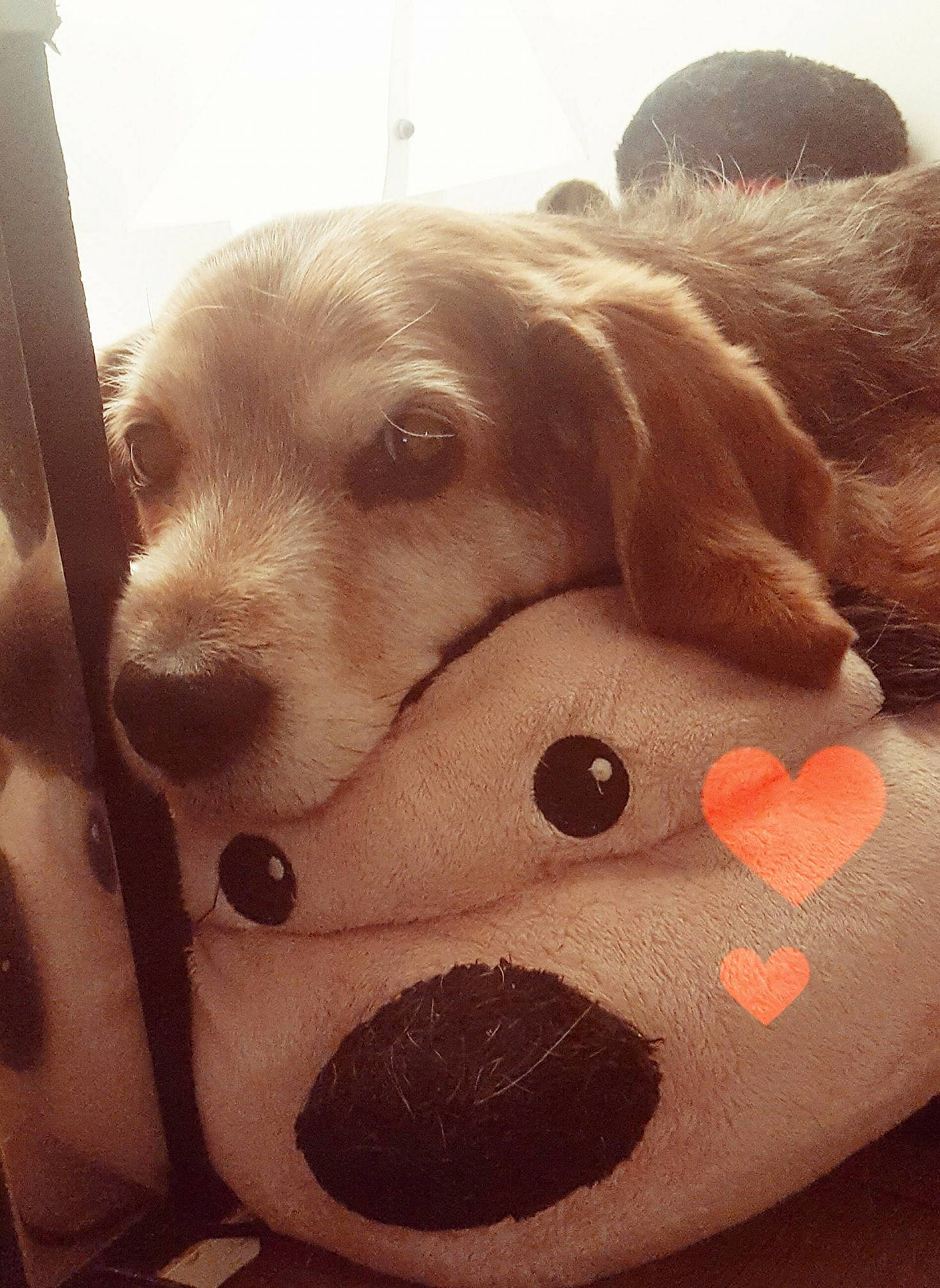 Nemo participe au concours pour gagner de l'argent avec cette photo : beagador, canidae, carnivore, cockapoo, dog, dog_breed, dog_toy, fawn, golden_retriever, labrador_retriever, nose, puppy, puppy_love, retriever, snout, sporting_group