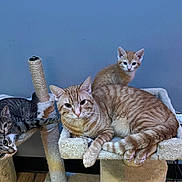 Benny Myla And Co joined the competition — help win amazing prizes! cat, kitten, ginger_tabby, tabby, cat_tree, pet, animal, indoor, feline, curious, relaxed, multi_level, scratching_post, fur, ears, whiskers, paws, resting, looking, blue_wall