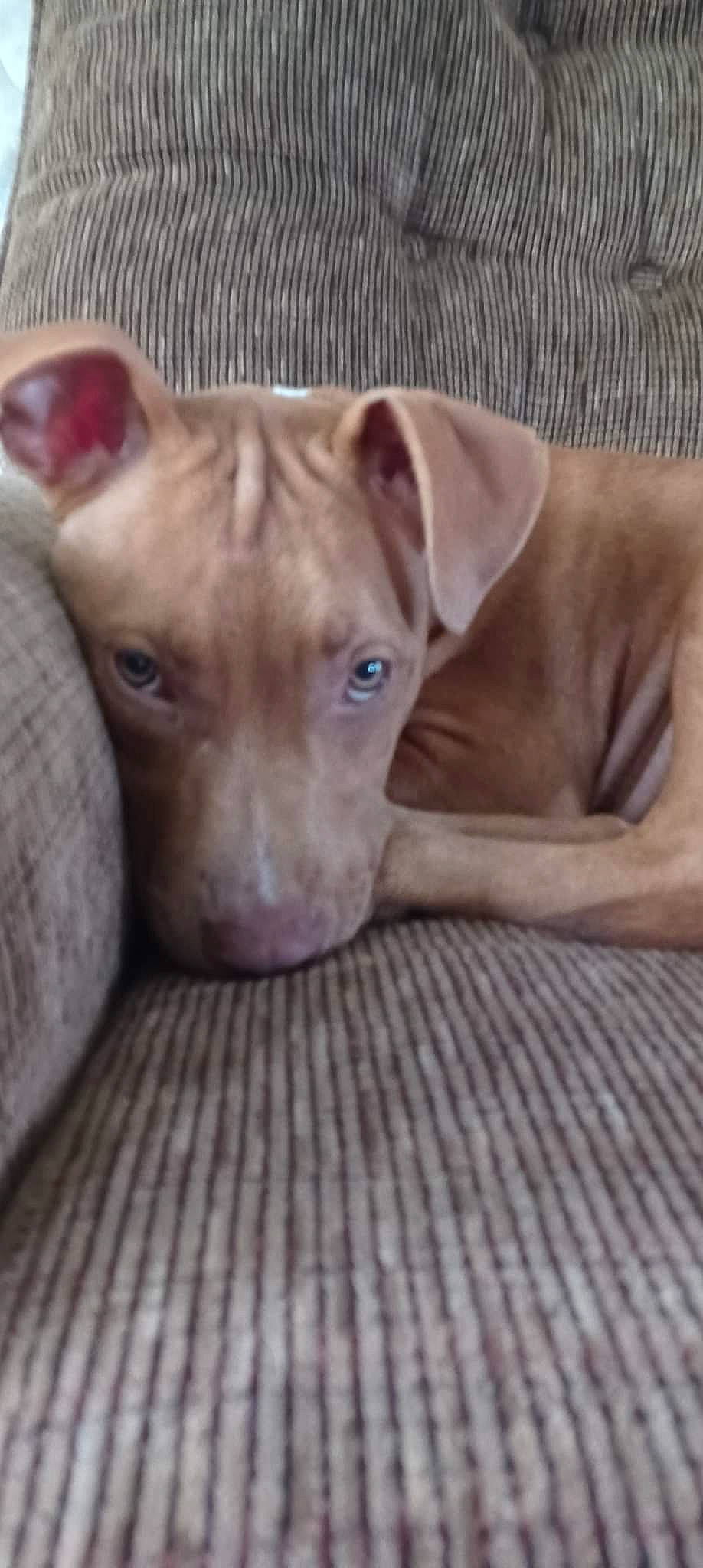 Lola joined the competition — help win amazing prizes! canidae, carnivore, companion_dog, dog, dog_breed, dog_supply, ear, fawn, liver, non_sporting_group, snout, sporting_group, terrestrial_animal, whiskers, wood, working_animal