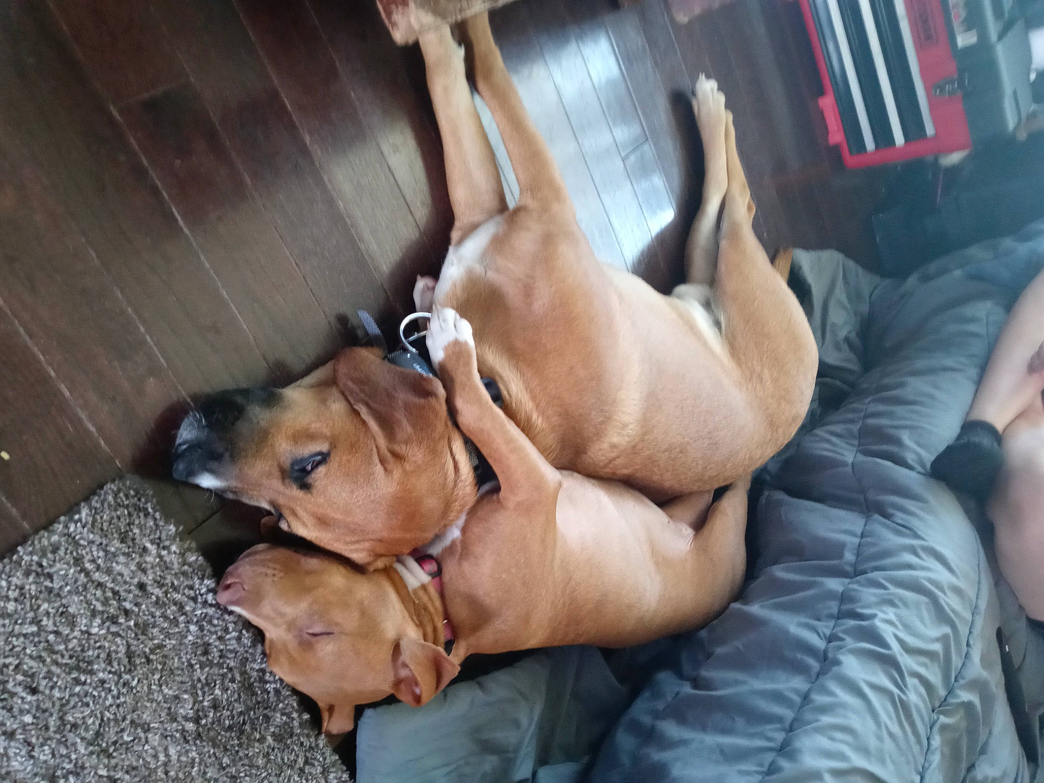 Lola joined the competition — help win amazing prizes! canidae, carnivore, comfort, companion_dog, dog, dog_breed, dog_collar, dog_supply, elbow, fawn, guard_dog, hardwood, human_leg, knee, liver, pet_supply, sitting, sporting_group, terrestrial_animal, working_animal