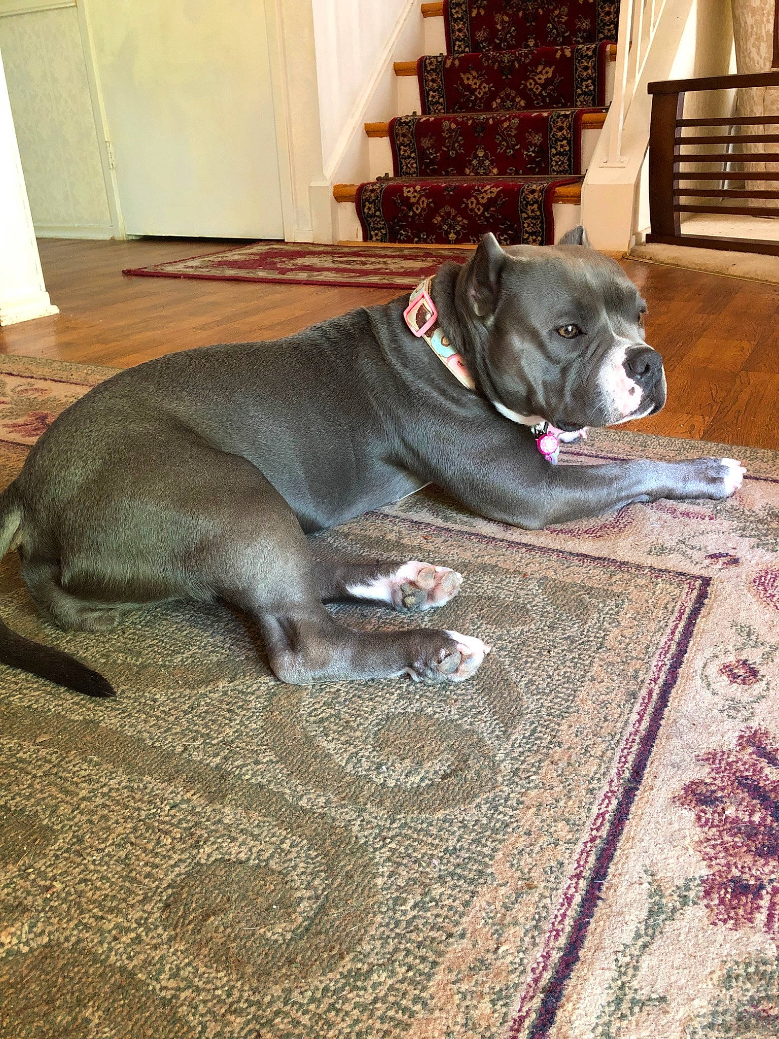 Lilly joined the competition — help win amazing prizes! american_pit_bull_terrier, american_staffordshire_terrier, canidae, carnivore, dog, dog_breed, fawn, floor, mammal, non_sporting_group, pit_bull, snout, staffordshire_bull_terrier, tail, whiskers