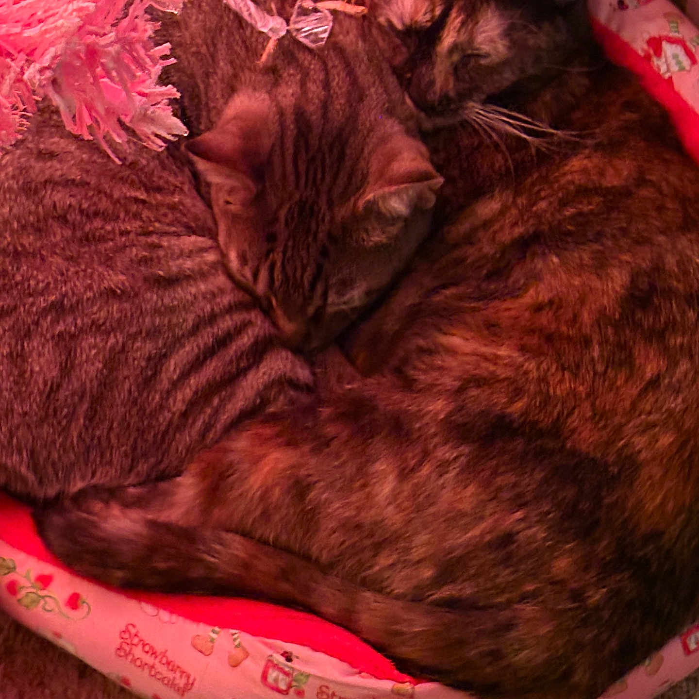 Patches Bobo joined the competition — help win amazing prizes! animal, bed, cat, cats, closeup, cozy, cute, domestic_animal, feline, fur, indoor, pet_bed, pink, resting, sleeping, snuggle, striped_cat, tortoiseshell_cat, toy, warm