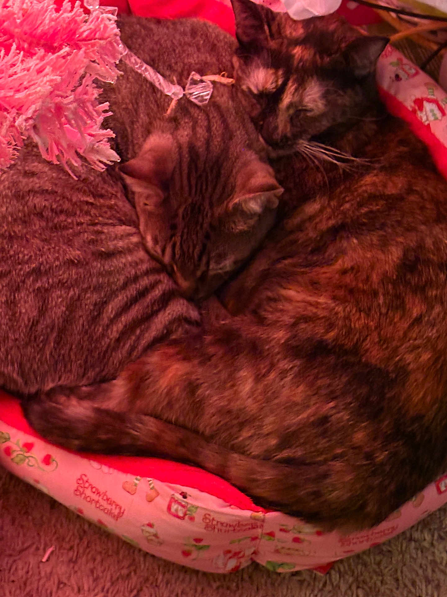 Patches Bobo joined the competition — help win amazing prizes! animal, bed, cat, cats, closeup, cozy, cute, domestic_animal, feline, fur, indoor, pet_bed, pink, resting, sleeping, snuggle, striped_cat, tortoiseshell_cat, toy, warm