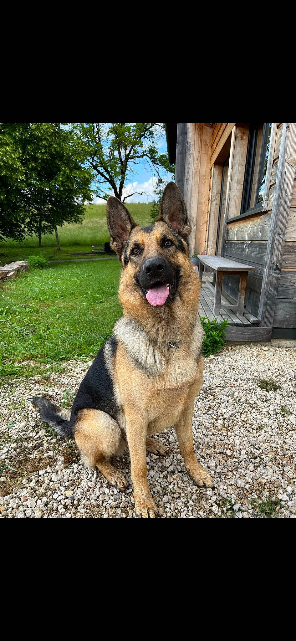 Sully a rejoint le concours — aidez-le/la à gagner de superbes lots ! belgian_shepherd_malinois, canidae, carnivore, companion_dog, dog, dog_breed, east_european_shepherd, fawn, german_shepherd_dog, guard_dog, herding_dog, old_german_shepherd_dog, plant, snout, sporting_group, terrestrial_animal, tree, window, working_animal, working_dog
