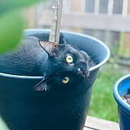 Moco joined the competition — help win amazing prizes! animal, black_cat, black_fur, cat, close_up, container, curious, domestic_cat, feline, garden, greenery, looking, nature, outdoor, pet, plant_pot, playful, relaxed, tilted_head, yellow_eyes