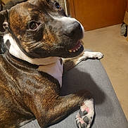 Knucky joined the competition — help win amazing prizes! dog, brindle, smiling, paw, couch, indoor, pet, animal, fur, happy, looking_back, teeth, relaxed, canine, home, furniture, fan, door, brown, white