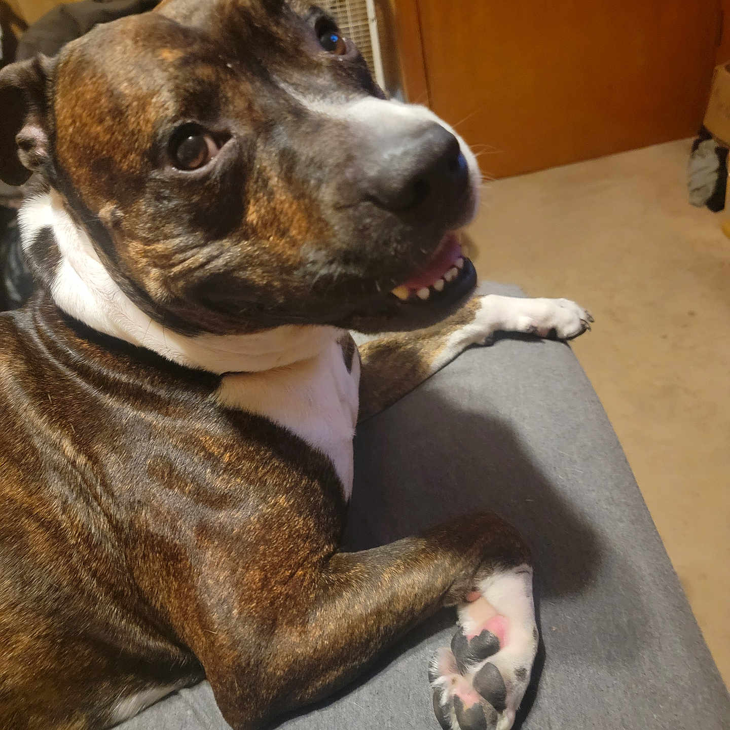 Knucky joined the competition — help win amazing prizes! animal, brindle, brown, canine, couch, dog, door, fan, fur, furniture, happy, home, indoor, looking_back, paw, pet, relaxed, smiling, teeth, white