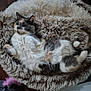 cat, calico, pet, fur, relaxed, bed, shaggy, cozy, indoor, animal, cute, fluffy, resting, sleepy, whiskers, paws, tail, soft, comfort, feline