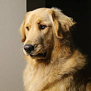 Prince joined the competition — help win amazing prizes! dog, golden_retriever, pet, animal, fur, portrait, indoor, side_view, canine, mammal, looking_away, fluffy, companion, domestic, closeup, calm, light_and_shadow, whiskers, ears, nostrils